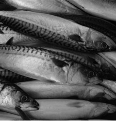 Mackerel