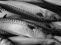 Mackerel